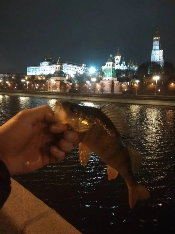 Окунь