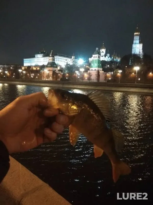 Окунь — Москва, 26 окт. 2019 г.
