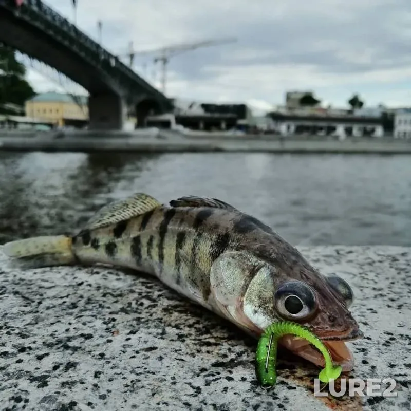Окунь, Судак — Москва, 14 июл. 2019 г.