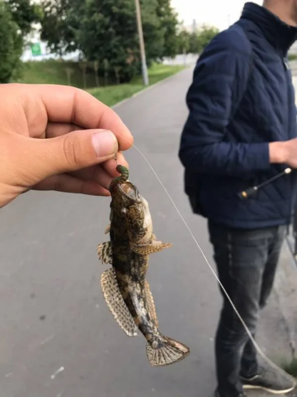 Жерех, Окунь