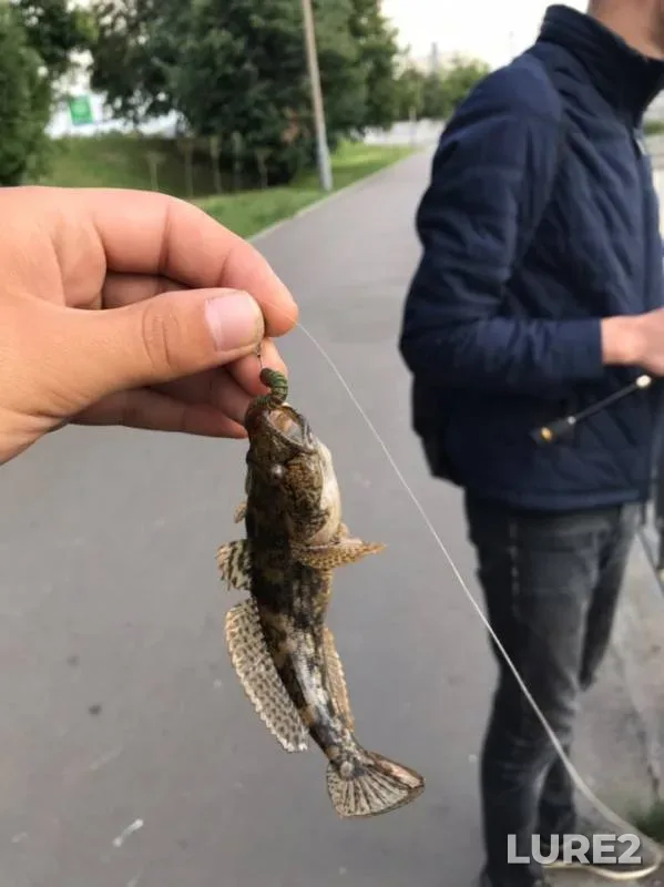 Жерех, Окунь — Южный переточный коллектор, 14 июл. 2019 г.