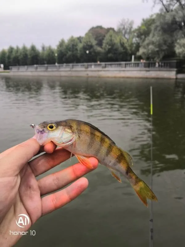 Окунь