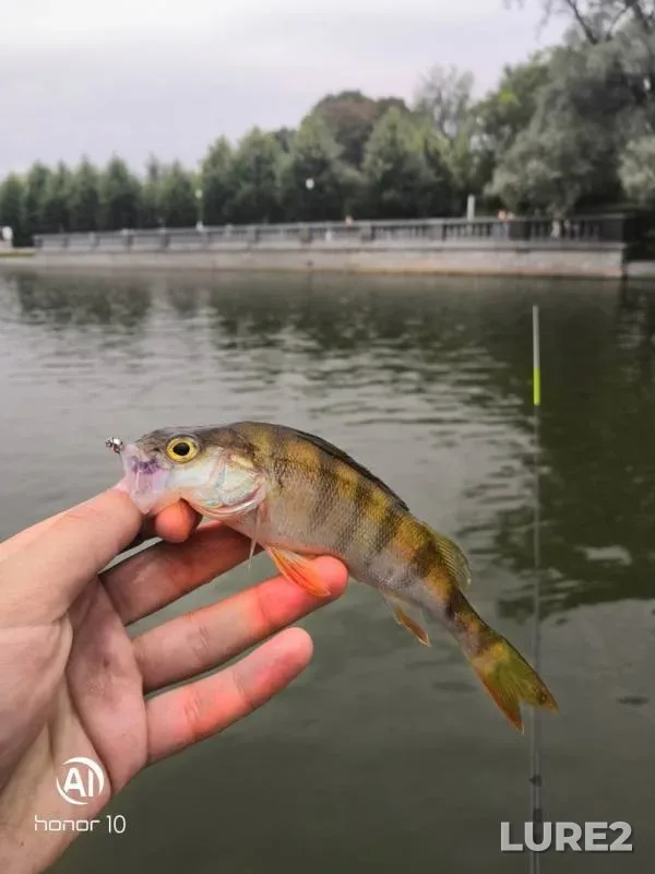 Окунь