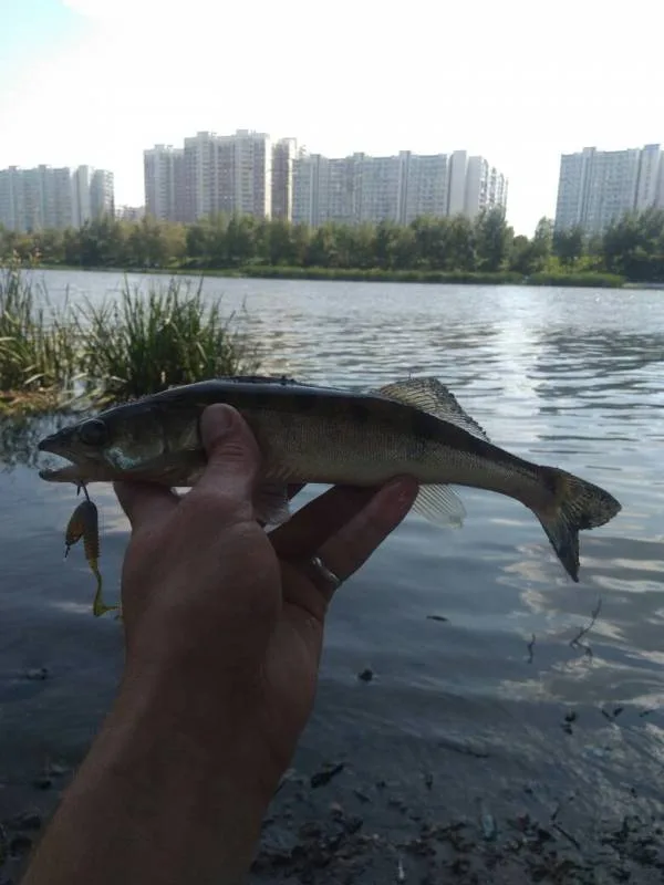 Окунь, Судак