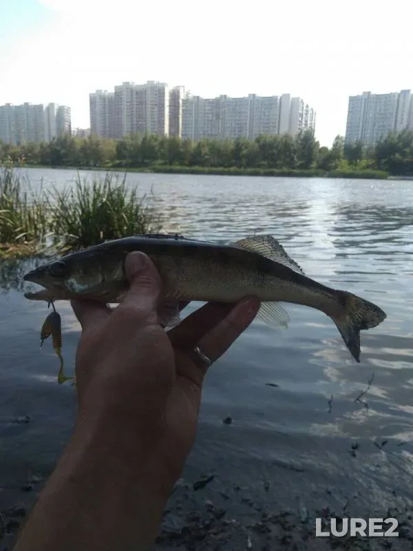 Окунь, Судак — Москва, 27 июл. 2019 г.