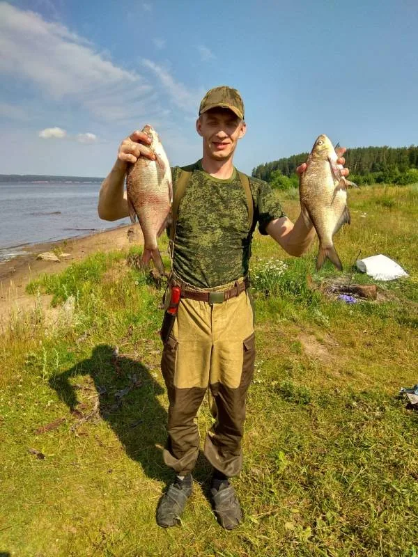 Лещ, Сом