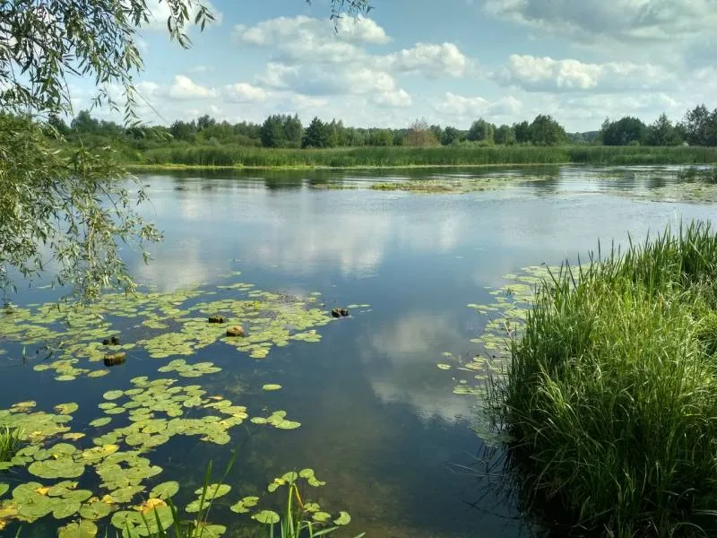 Жерех, Окунь