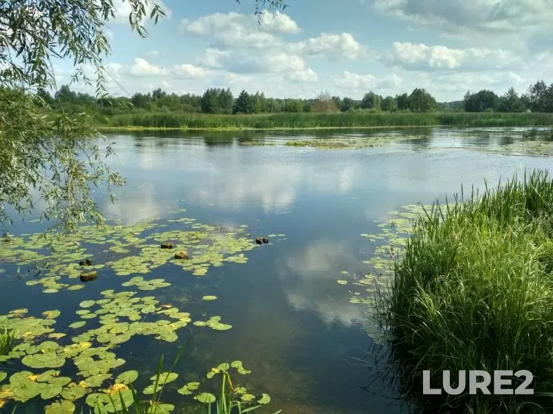 Жерех, Окунь — Воронеж, 17 авг. 2018 г.