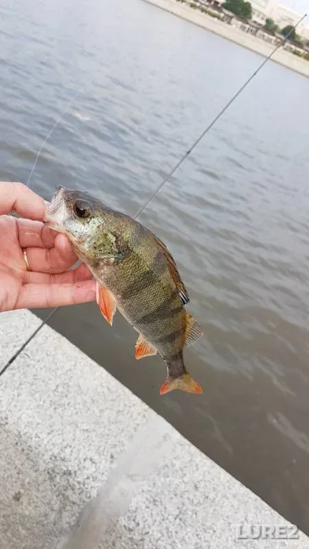 Окунь — Москва, 10 июн. 2019 г.