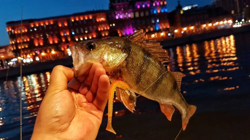 Окунь