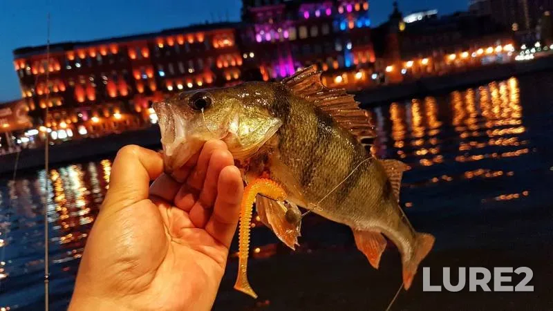 Окунь — Москва, 02 июл. 2018 г.