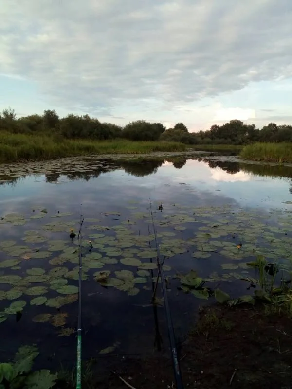 Карась, Линь