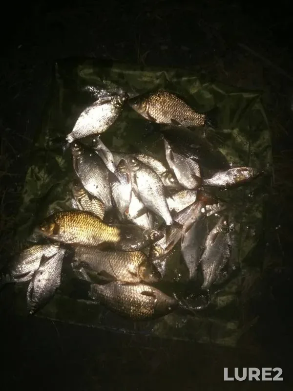 Лещ, Карась — Рефтинское, 06 авг. 2019 г.