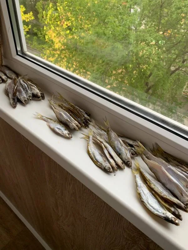 Уклейка