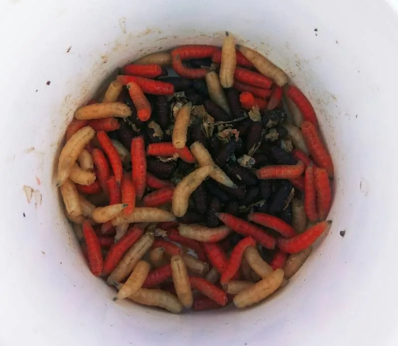 Лещ