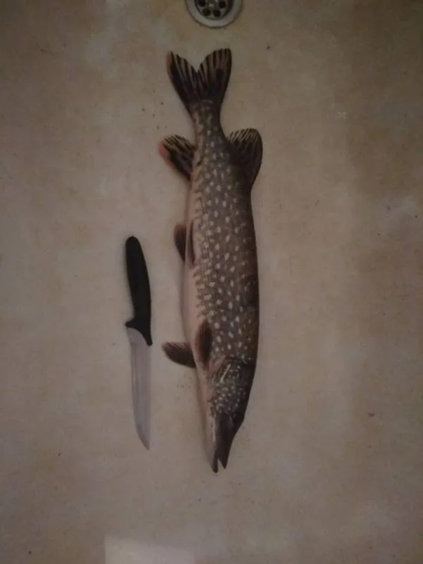 Щука