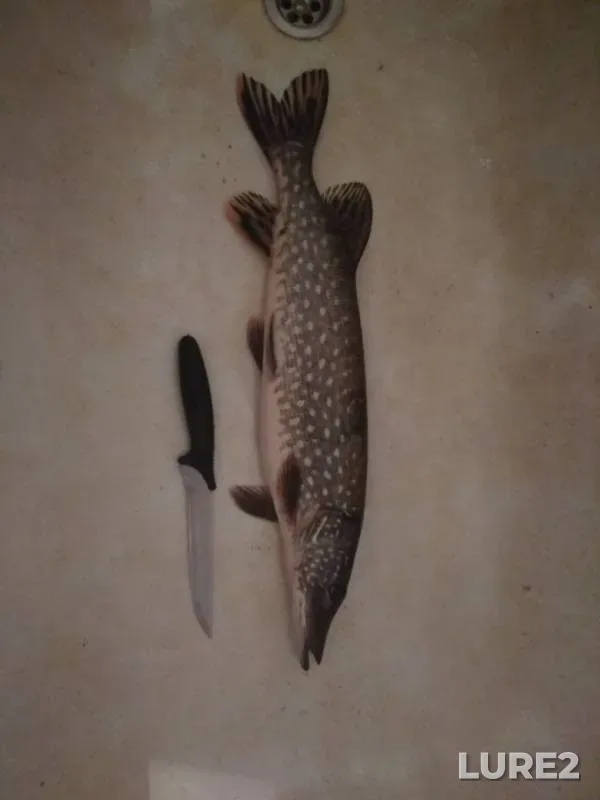 Щука — Собельское, 13 янв. 2019 г.
