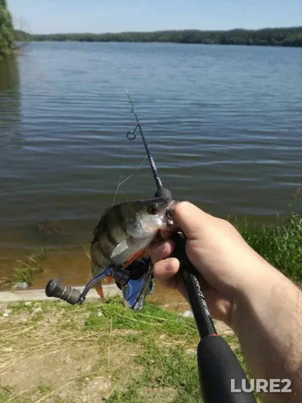 Окунь