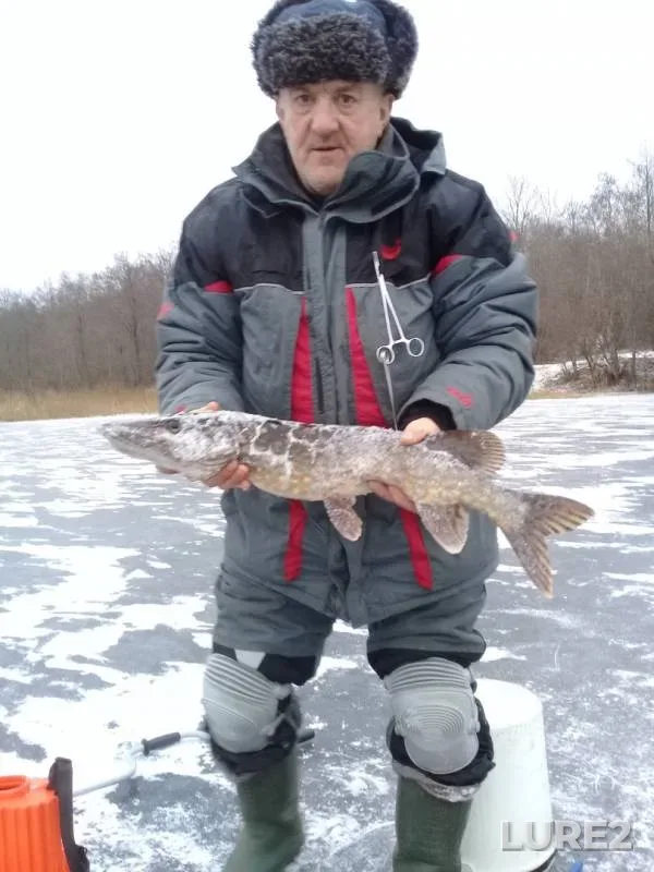 Щука