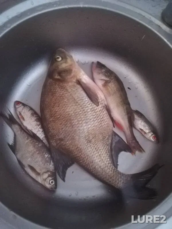 Лещ, Окунь