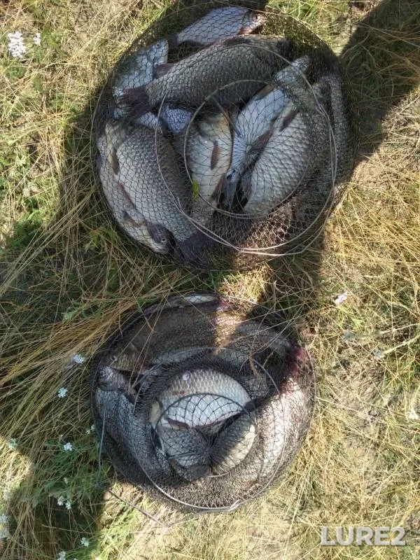 Карась — Лань, 21 июн. 2019 г.