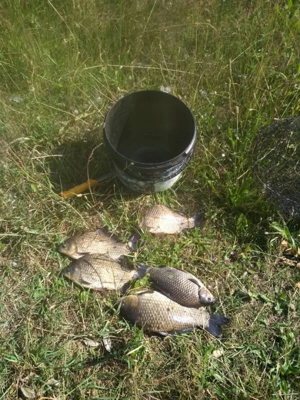 Карась
