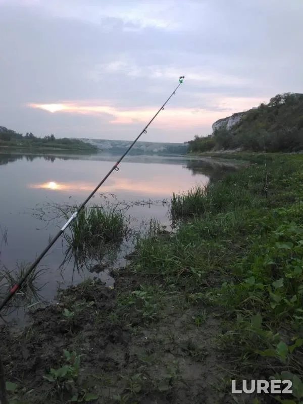 Карп, Густера