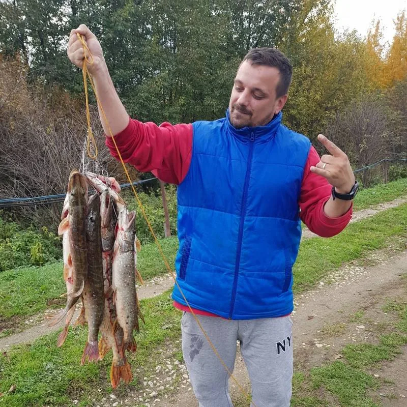 Щука