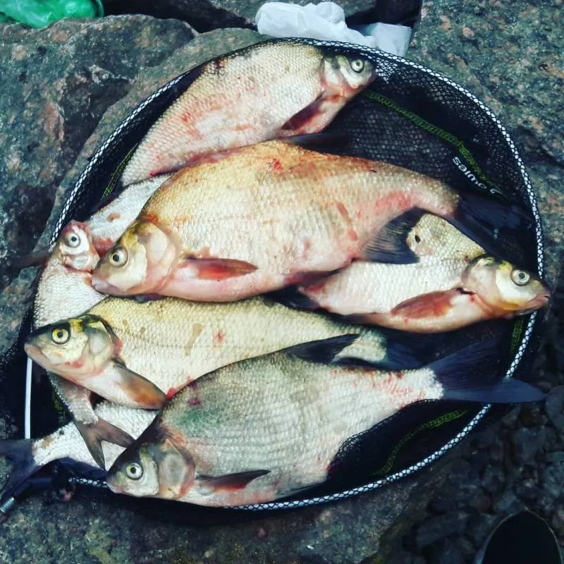 Лещ