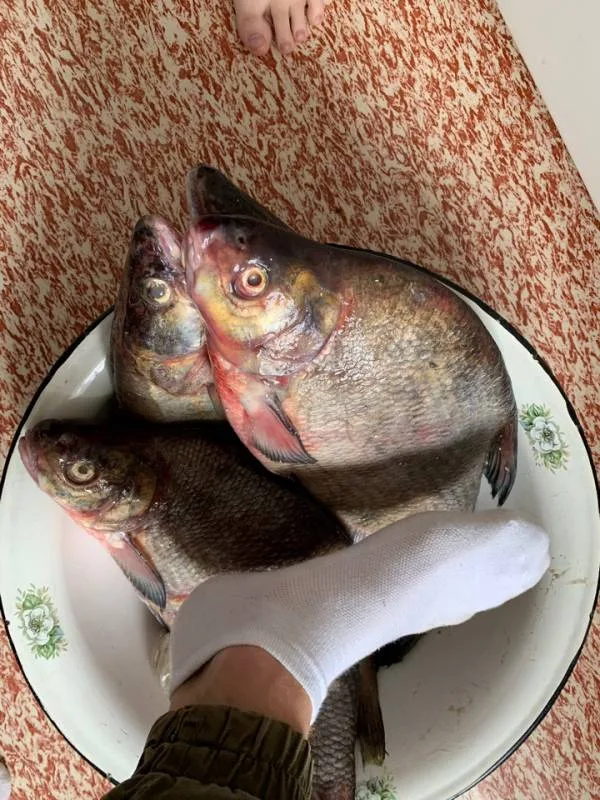 Лещ, Окунь