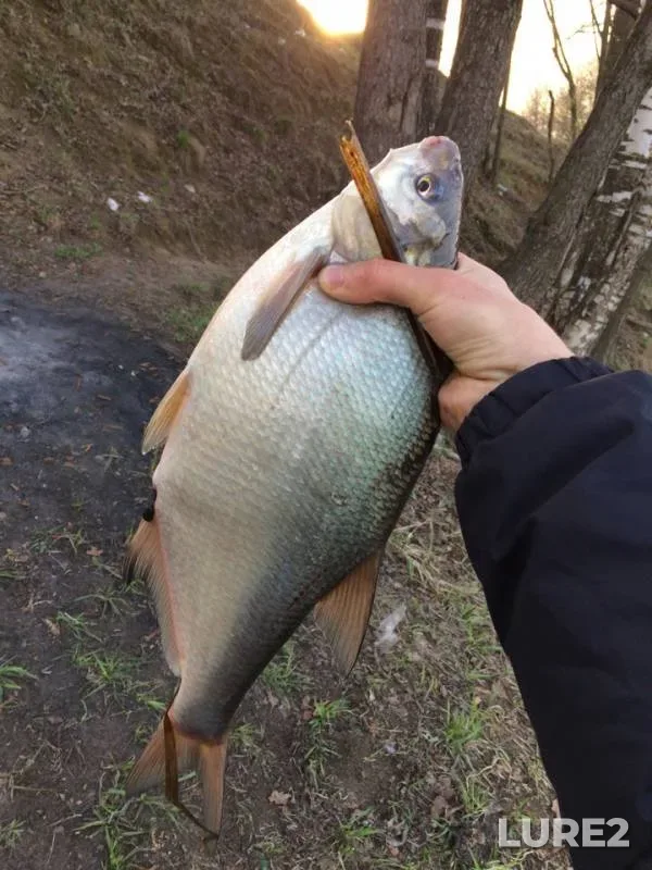 Лещ