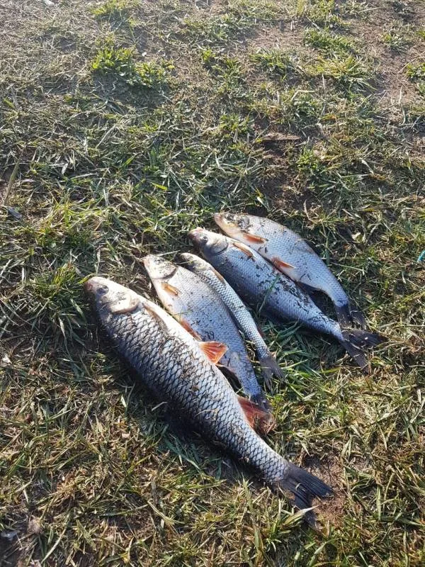 Голавль