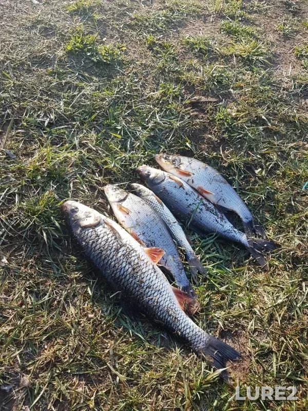 Голавль — Луга, 24 апр. 2019 г.