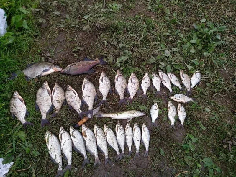 Лещ, Густера