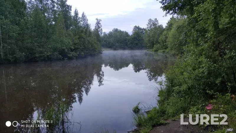 Лещ, Густера