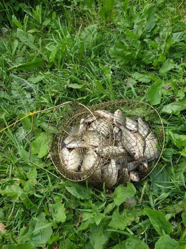 Карась
