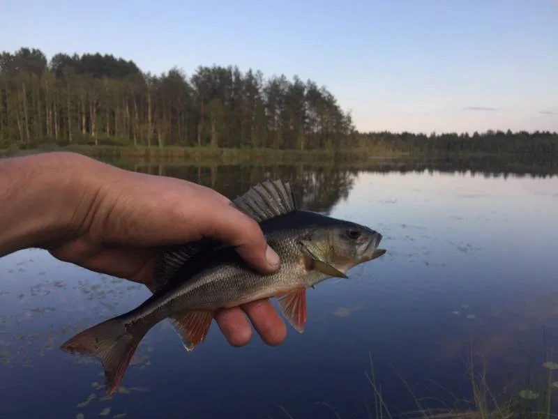Окунь