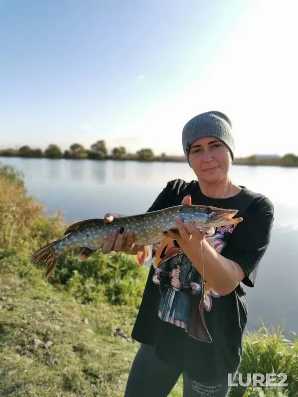 Карась, Щука