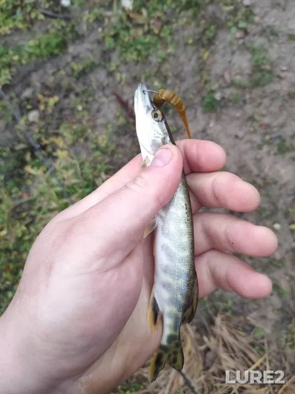 Окунь, Щука