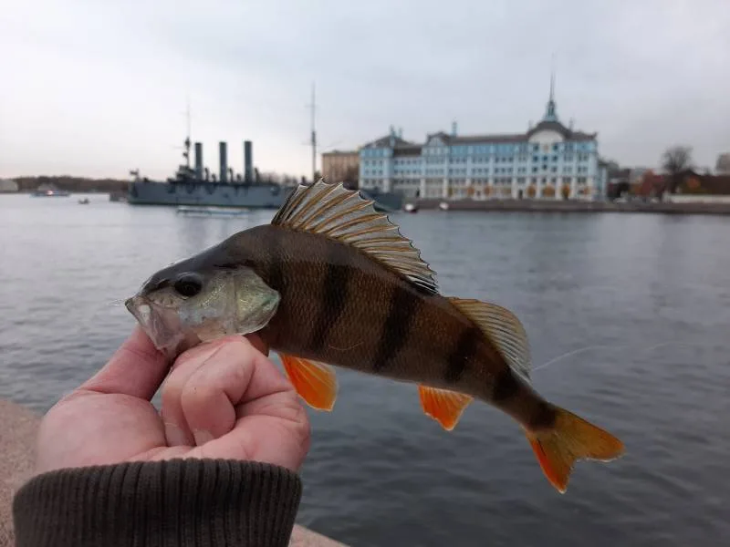 Окунь