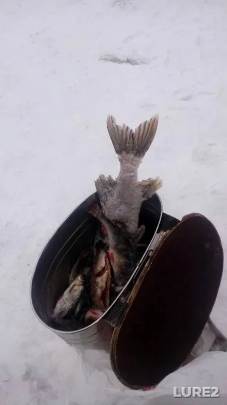 Окунь, Щука — Республика Карелия, Медвежьегорский район, 14 дек. 2018 г.