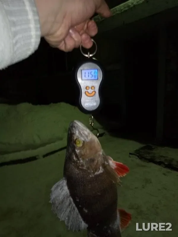 Окунь