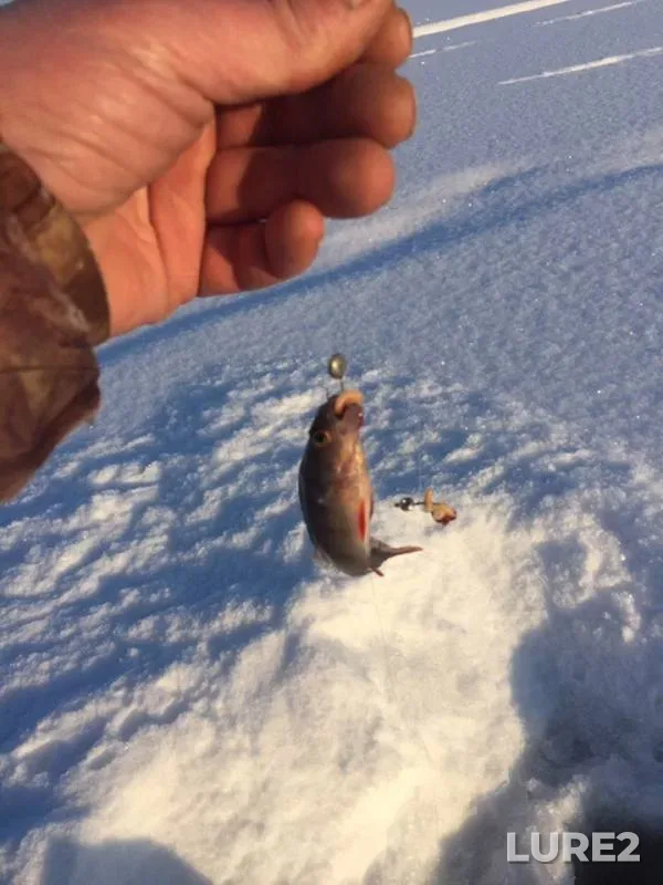 Окунь