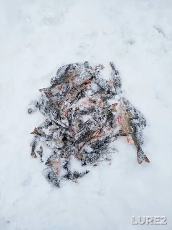 Окунь