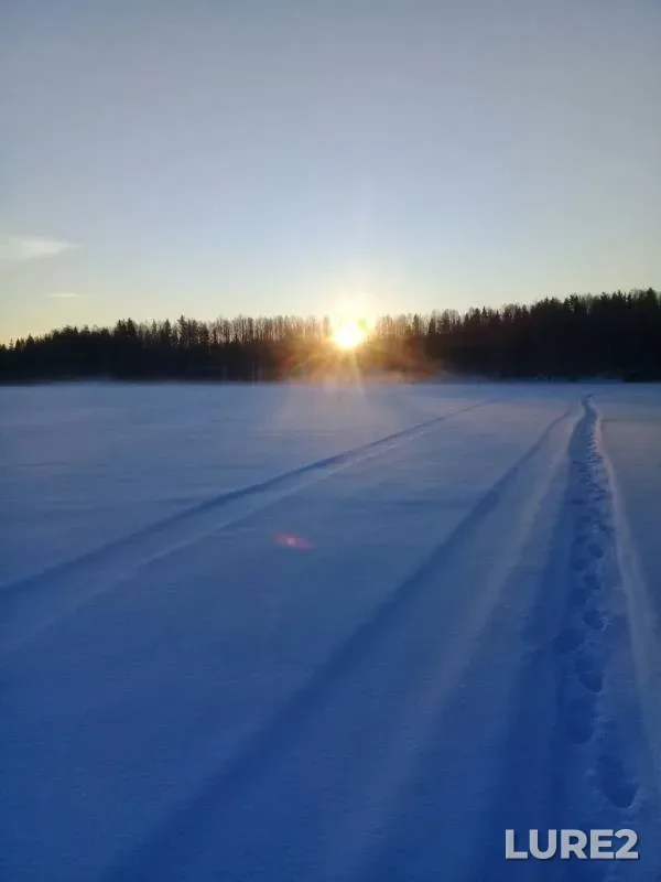 Налим