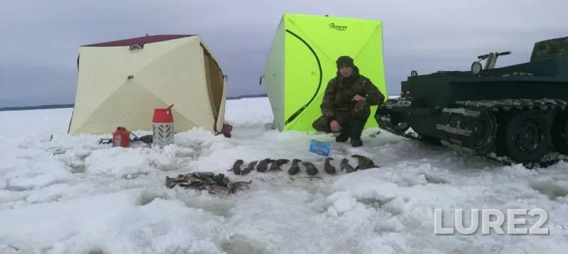 Налим