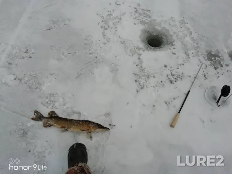 Окунь, Щука