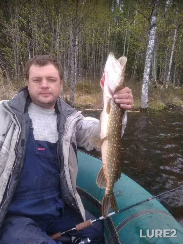 Окунь, Щука