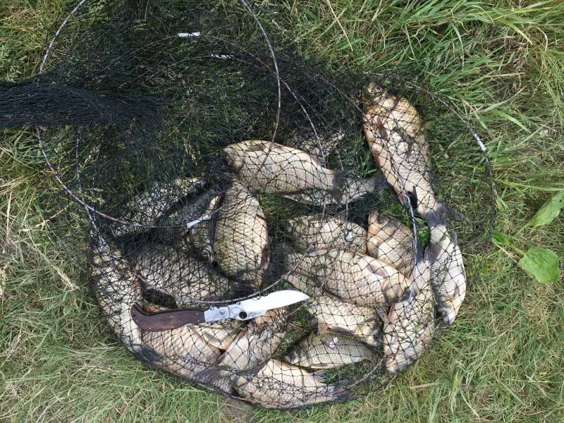 Карась