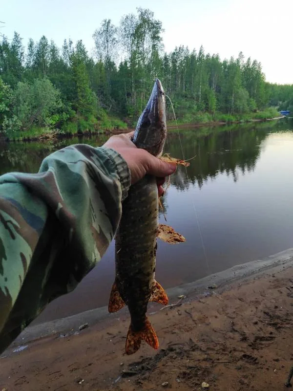 Жерех, Щука